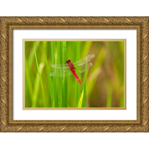 Chiang Mai- Thailand. Red Dragonfly- Orthetrum testaceum- also known as Scarlet Skimmer. Gold Ornate Wood Framed Art Print with Double Matting by Haseltine, Tom