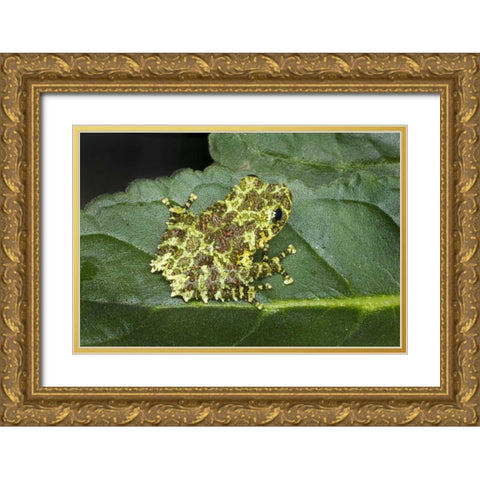 Southeast Vietnam Mossy tree frog on leaf Gold Ornate Wood Framed Art Print with Double Matting by Zuckerman, Jim