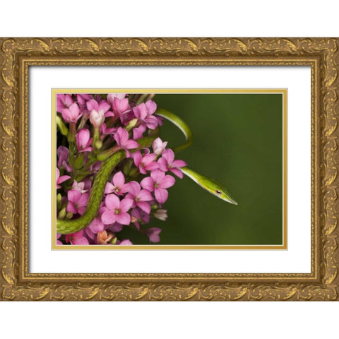 Vietnam Close-up of poisonous Asian Vine Snake Gold Ornate Wood Framed Art Print with Double Matting by Flaherty, Dennis