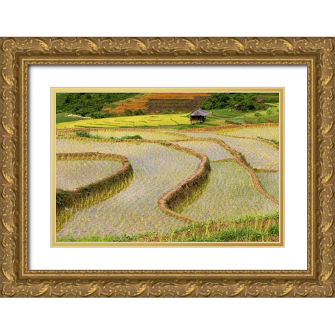 Vietnam -Rice paddies in the highlands of Sapa Gold Ornate Wood Framed Art Print with Double Matting by Norring, Tom