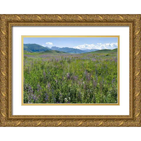 Wildflower meadow near the mountain road from Kazarman to mountain pass Urum Basch Ashuusu in the  Gold Ornate Wood Framed Art Print with Double Matting by Zwick, Martin