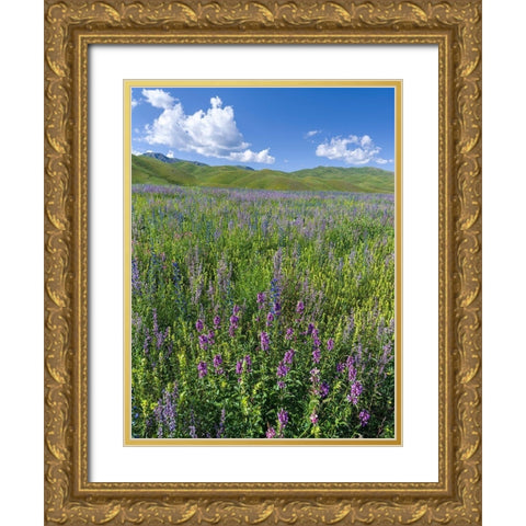 Wildflower meadow near the mountain road from Kazarman to mountain pass Urum Basch Ashuusu in the  Gold Ornate Wood Framed Art Print with Double Matting by Zwick, Martin