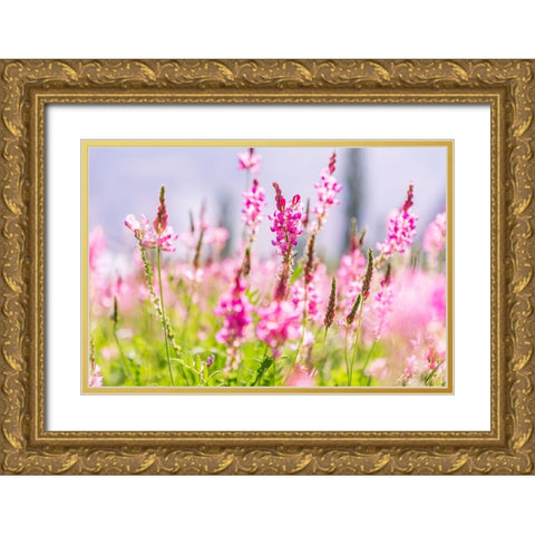 Sarytag-Sughd Province-Tajikistan Field of pink wildflowers in sunshine Gold Ornate Wood Framed Art Print with Double Matting by Wilson, Emily M.