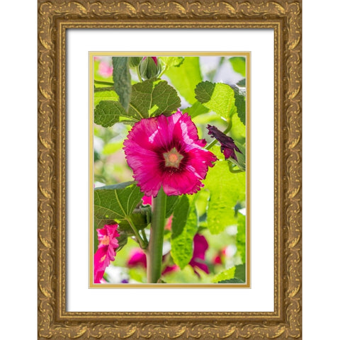 Sarytag-Sughd Province-Tajikistan Hollyhock blossoms in the mountains of Tajikistan Gold Ornate Wood Framed Art Print with Double Matting by Wilson, Emily M.