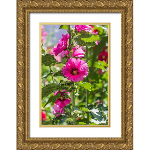 Sarytag-Sughd Province-Tajikistan Hollyhock blossoms in the mountains of Tajikistan Gold Ornate Wood Framed Art Print with Double Matting by Wilson, Emily M.