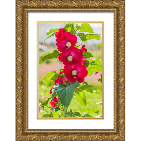 Sarytag-Sughd Province-Tajikistan Hollyhock blossoms in the mountains of Tajikistan Gold Ornate Wood Framed Art Print with Double Matting by Wilson, Emily M.