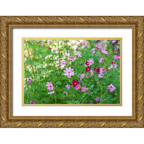 Haft Kul-Sughd Province-Tajikistan Purple daisies in the mountains of Tajikistan Gold Ornate Wood Framed Art Print with Double Matting by Wilson, Emily M.