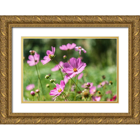Haft Kul-Sughd Province-Tajikistan Purple daisies in the mountains of Tajikistan Gold Ornate Wood Framed Art Print with Double Matting by Wilson, Emily M.