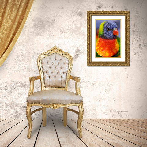 Rainbow lorikeet-native to Australia Gold Ornate Wood Framed Art Print with Double Matting by Jones, Adam