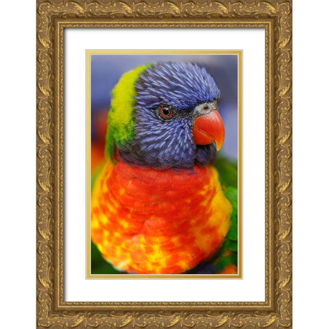 Rainbow lorikeet-native to Australia Gold Ornate Wood Framed Art Print with Double Matting by Jones, Adam