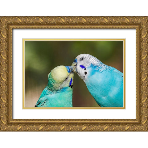 Common parakeets or shell parakeet kissing Gold Ornate Wood Framed Art Print with Double Matting by Jones, Adam