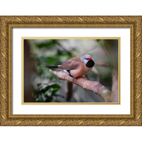 Shaft-tail finch-native to Australia Gold Ornate Wood Framed Art Print with Double Matting by Jones, Adam