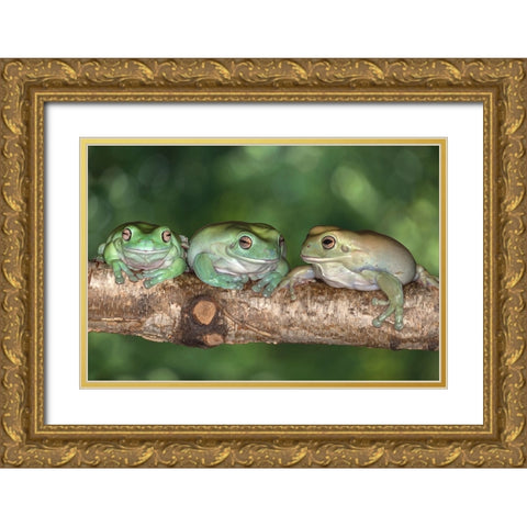 Australia. Whites tree frogs on log. Gold Ornate Wood Framed Art Print with Double Matting by Jaynes Gallery
