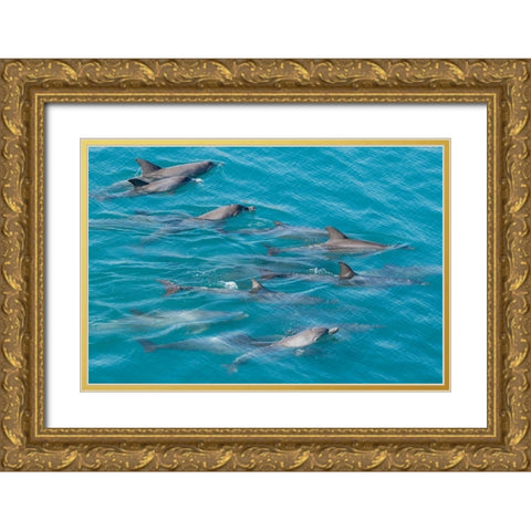 Australia-Kimberley Coast-Yampi Sound-Buccaneer Archipelago Indo-Pacific bottlenose dolphins Gold Ornate Wood Framed Art Print with Double Matting by Hopkins, Cindy Miller