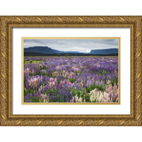New Zealand, South Island Blooming lupine Gold Ornate Wood Framed Art Print with Double Matting by Flaherty, Dennis