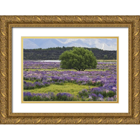 New Zealand, South Island Lupine and tree Gold Ornate Wood Framed Art Print with Double Matting by Flaherty, Dennis