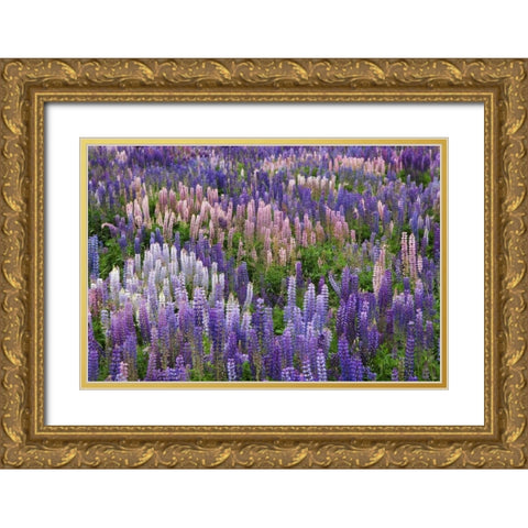New Zealand, South Island Lupine in Fiordland NP Gold Ornate Wood Framed Art Print with Double Matting by Flaherty, Dennis