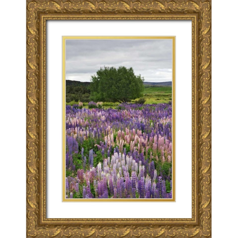 New Zealand, South Is Lupines in Fiordland NP Gold Ornate Wood Framed Art Print with Double Matting by Flaherty, Dennis