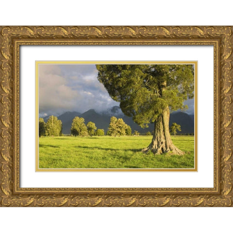 New Zealand, South Isl Storm lit kahikatea trees Gold Ornate Wood Framed Art Print with Double Matting by Flaherty, Dennis