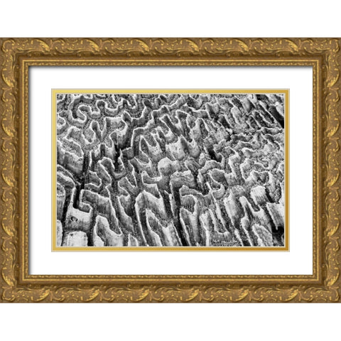 Bahamas, Little Exuma Island Coral close-up Gold Ornate Wood Framed Art Print with Double Matting by Paulson, Don