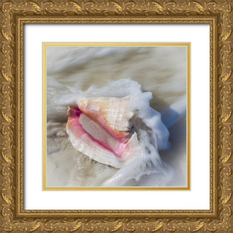Bahamas, Little Exuma Island Conch shell in surf Gold Ornate Wood Framed Art Print with Double Matting by Paulson, Don