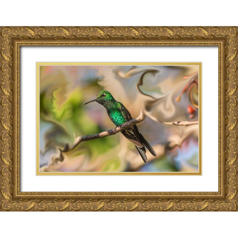 Cuba. An artistic rendering of a bee hummingbird. Gold Ornate Wood Framed Art Print with Double Matting by Muir, Janet
