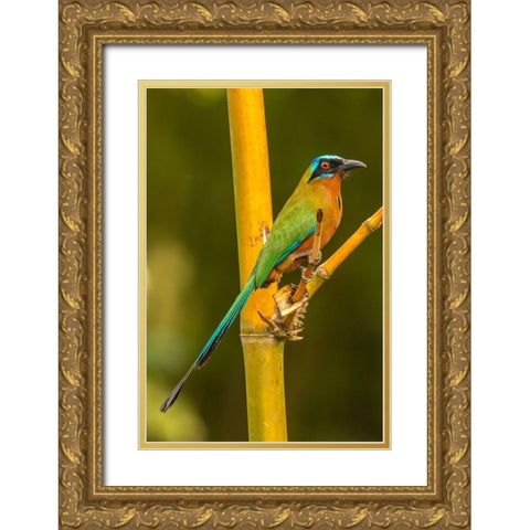 Caribbean-Tobago Motmot bird on limb  Gold Ornate Wood Framed Art Print with Double Matting by Jaynes Gallery