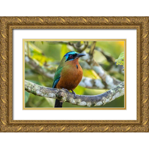 Caribbean-Tobago Motmot bird on limb  Gold Ornate Wood Framed Art Print with Double Matting by Jaynes Gallery
