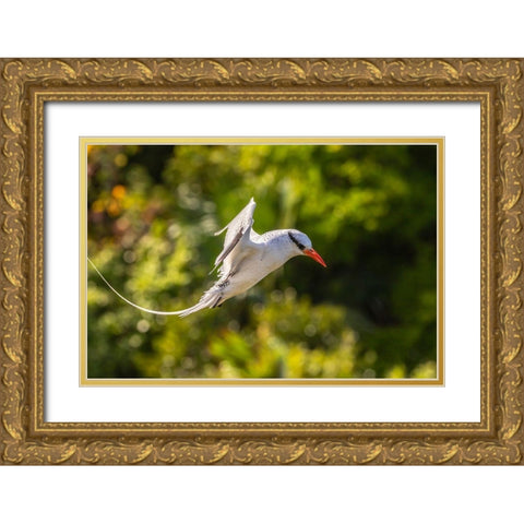 Caribbean-Little Tobago Island Red-billed tropicbird in flight  Gold Ornate Wood Framed Art Print with Double Matting by Jaynes Gallery