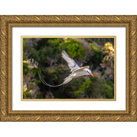 Caribbean-Little Tobago Island Red-billed tropicbird in flight  Gold Ornate Wood Framed Art Print with Double Matting by Jaynes Gallery