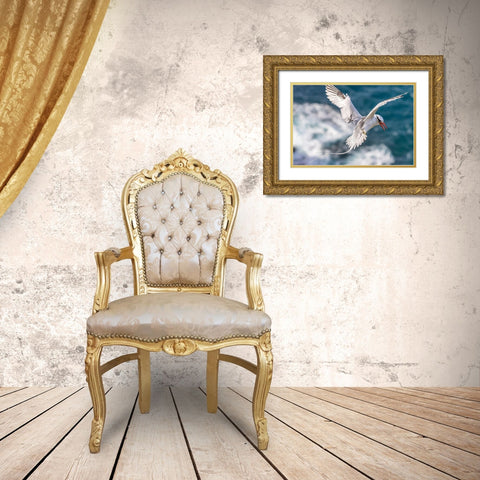 Caribbean-Little Tobago Island Red-billed tropicbird in flight  Gold Ornate Wood Framed Art Print with Double Matting by Jaynes Gallery