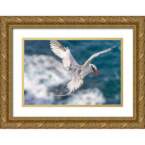 Caribbean-Little Tobago Island Red-billed tropicbird in flight  Gold Ornate Wood Framed Art Print with Double Matting by Jaynes Gallery