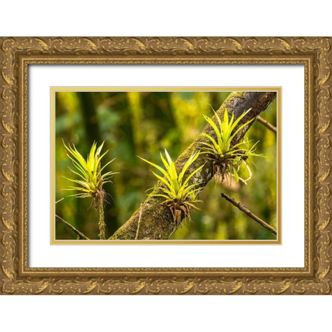 Caribbean-Trinidad-Asa Wright Nature Center Bromeliads growing on tree  Gold Ornate Wood Framed Art Print with Double Matting by Jaynes Gallery