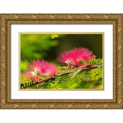 Caribbean-Trinidad-Asa Wright Nature Center Mimosa blossoms close-up  Gold Ornate Wood Framed Art Print with Double Matting by Jaynes Gallery