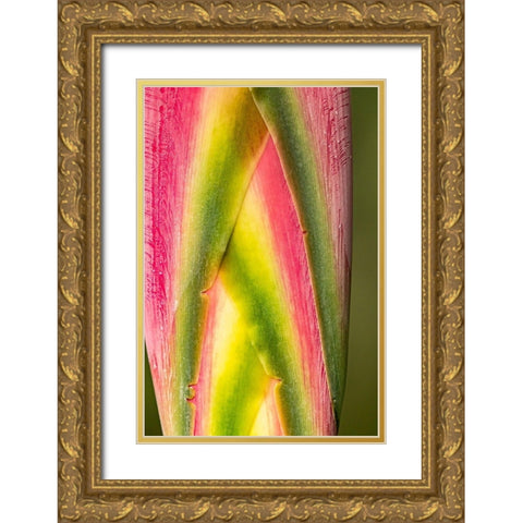 Caribbean-Trinidad-Asa Wright Nature Center Heliconia plant close-up  Gold Ornate Wood Framed Art Print with Double Matting by Jaynes Gallery