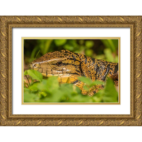 Caribbean-Trinidad-Asa Wright Nature Center Tegu lizard close-up  Gold Ornate Wood Framed Art Print with Double Matting by Jaynes Gallery