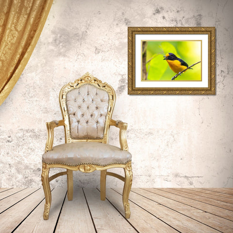Caribbean-Trinidad-Asa Wright Nature Center Euphonia bird on limb calling  Gold Ornate Wood Framed Art Print with Double Matting by Jaynes Gallery