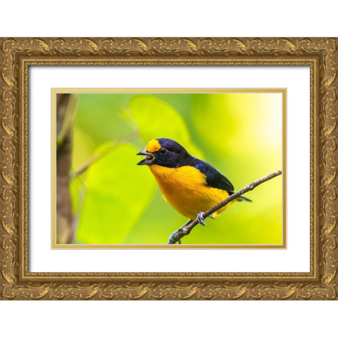 Caribbean-Trinidad-Asa Wright Nature Center Euphonia bird on limb calling  Gold Ornate Wood Framed Art Print with Double Matting by Jaynes Gallery