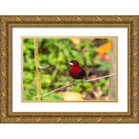 Caribbean-Trinidad-Asa Wright Nature Center Silver-beaked tanager bird on limb  Gold Ornate Wood Framed Art Print with Double Matting by Jaynes Gallery