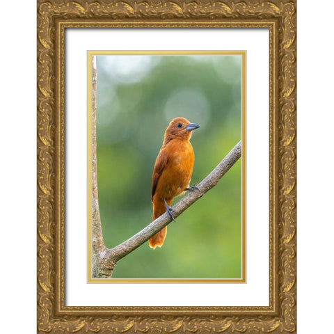 Caribbean-Trinidad-Asa Wright Nature Center Female white-lined tanager bird on limb  Gold Ornate Wood Framed Art Print with Double Matting by Jaynes Gallery