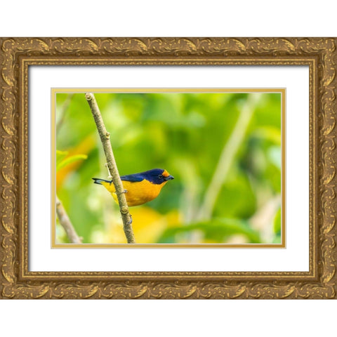 Caribbean-Trinidad-Asa Wright Nature Center Euphonia bird on limb  Gold Ornate Wood Framed Art Print with Double Matting by Jaynes Gallery