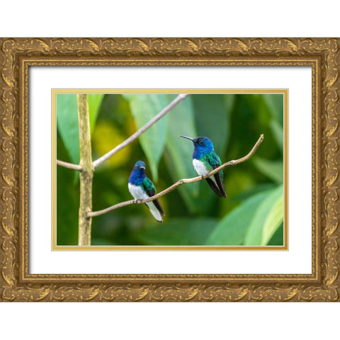Caribbean-Trinidad-Asa Wright Nature Center Male white-necked jacobin hummingbirds on limb  Gold Ornate Wood Framed Art Print with Double Matting by Jaynes Gallery