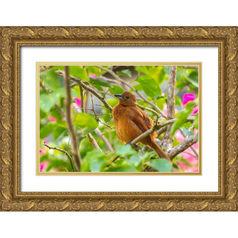 Caribbean-Trinidad-Asa Wright Nature Center Female white-lined tanager bird on limb  Gold Ornate Wood Framed Art Print with Double Matting by Jaynes Gallery