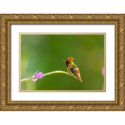 Caribbean-Trinidad-Asa Wright Nature Center Male tufted coquette hummingbird and vervine flower  Gold Ornate Wood Framed Art Print with Double Matting by Jaynes Gallery