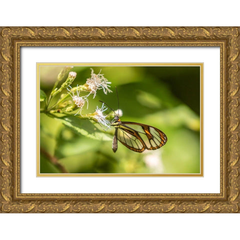Caribbean-Trinidad-Asa Wright Nature Center Agnosia clearwing butterfly feeding  Gold Ornate Wood Framed Art Print with Double Matting by Jaynes Gallery