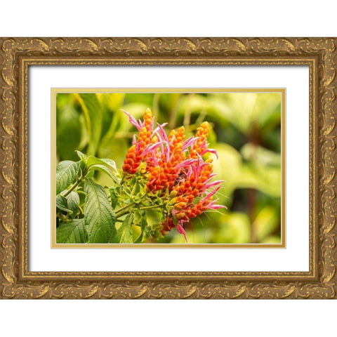 Caribbean-Trinidad-Asa Wright Nature Center Orange and pink flower blossoms  Gold Ornate Wood Framed Art Print with Double Matting by Jaynes Gallery