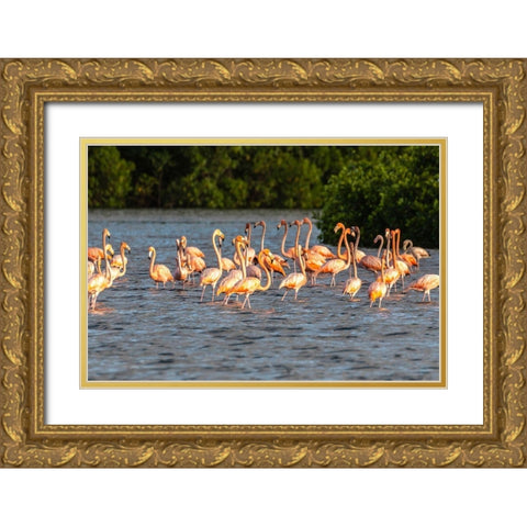 Caribbean-Trinidad-Caroni Swamp American greater flamingoes in water  Gold Ornate Wood Framed Art Print with Double Matting by Jaynes Gallery