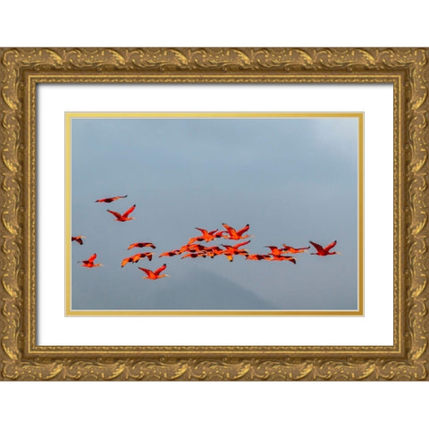 Caribbean-Trinidad-Caroni Swamp Scarlet ibis birds in flight  Gold Ornate Wood Framed Art Print with Double Matting by Jaynes Gallery