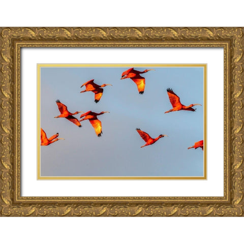 Caribbean-Trinidad-Caroni Swamp Scarlet ibis birds in flight  Gold Ornate Wood Framed Art Print with Double Matting by Jaynes Gallery