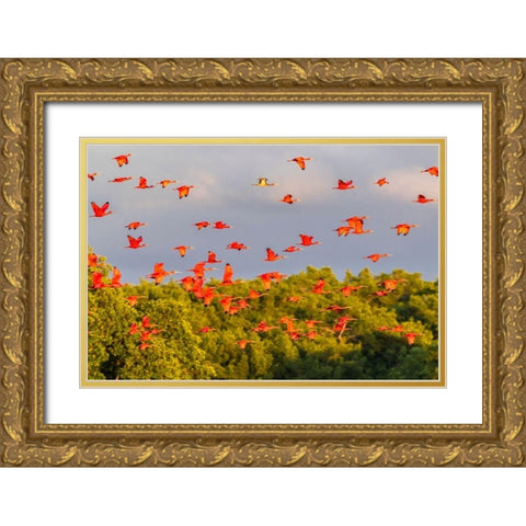 Caribbean-Trinidad-Caroni Swamp Scarlet ibis birds in flight  Gold Ornate Wood Framed Art Print with Double Matting by Jaynes Gallery